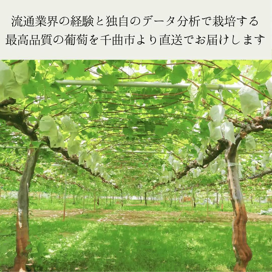 【2026年先行予約】シャインマスカット 露地栽培 秀品 2房 |シャインマスカット