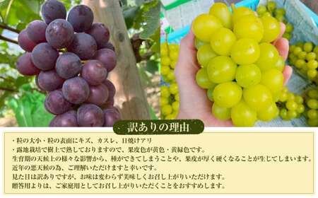 【2025年度分先行予約】【数量限定】粒パック 訳あり シャインマスカット（約500g）&amp;ナガノパープル（約500g） 計約1kg （各1パック）【2025年9月下旬-11月上旬発送開始予定】