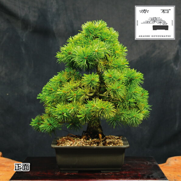 【ふるさと納税】 赤石の泉 赤石 五葉松（鉢植え） D-6【現品限り】【配送地限定】