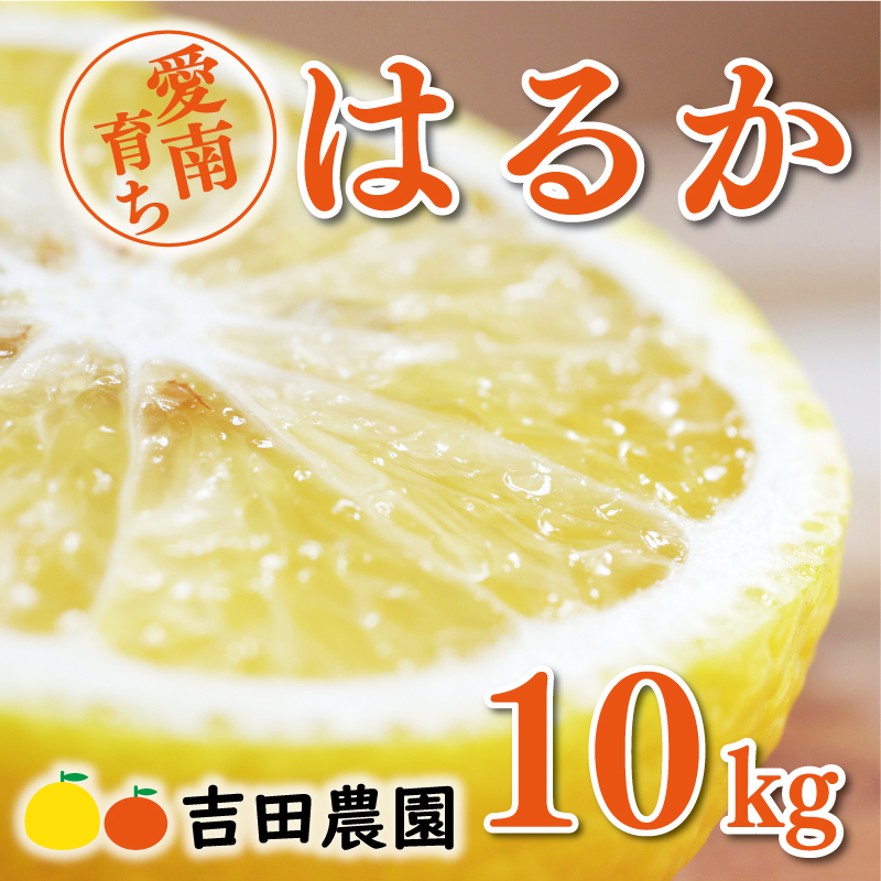 【先行予約】数量限定 はるか 10kg 18000円 みかん mikan 蜜柑 ミカン 国産 産地直送 農家直送 期間限定 特産品 ゼリー ジュース アイス 等に 人気 限定 フルーツ 果物 柑橘 甘い おいしい ジューシー お取り寄せ ギフト プレゼント サイズ ミックス 吉田農園 愛南町 愛媛県