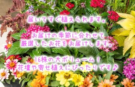 花苗 寄せ植え 16株 セット ガーデニング 大ボリューム 花苗