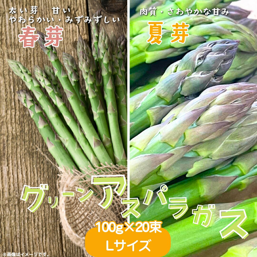 【ふるさと納税】 グリーンアスパラガス 選べる 春芽 夏芽 アスパラ アスパラガス 100g×20束／Lサイズ