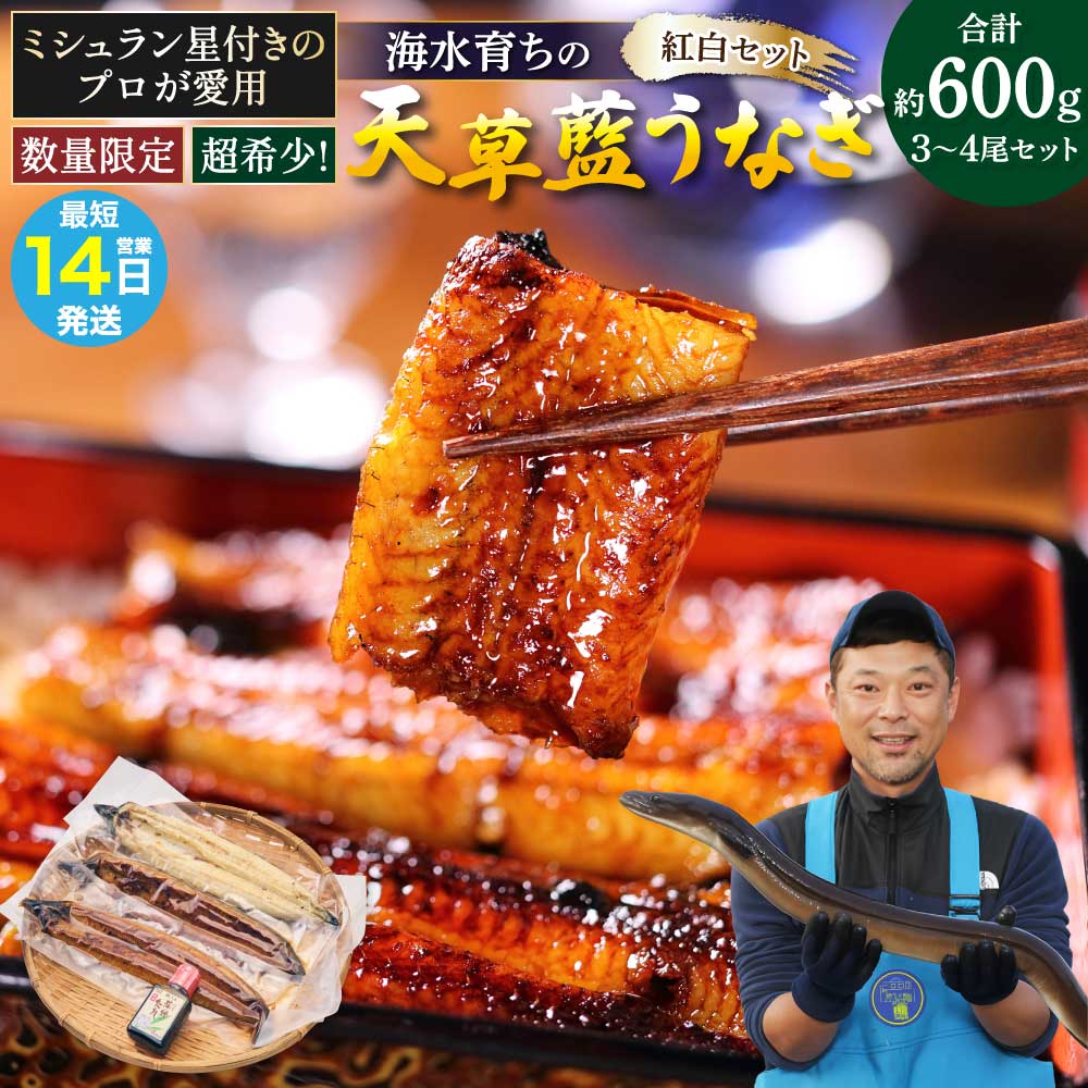 【ふるさと納税】【ミシュラン1つ星店 採用】 うなぎ 〈数量限定〉海水育ちの天草藍うなぎ 紅白 3〜4尾セット (計約600g) 鰻 ニホンウナギ 惣菜 熊本県産 九州 国産 冷凍 送料無料 株式会社天草海産