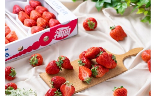 【2026年2月より順次発送】福岡産【春】あまおう4パック【南国フルーツ株式会社】_HA1906 あまおう いちご 苺 イチゴ あかい まるい おおきい うまい ストロベリー 4パック フルーツ 果物 福岡県宗像市 福岡県 宗像市 宗像