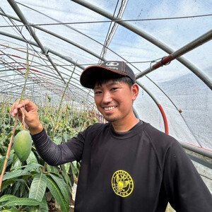 【2026年8月下旬から順次発送・家庭用】みなとばる農園の幻のキーツマンゴー1.5kg(2～3玉)【配送不可地域：離島】【1699832】