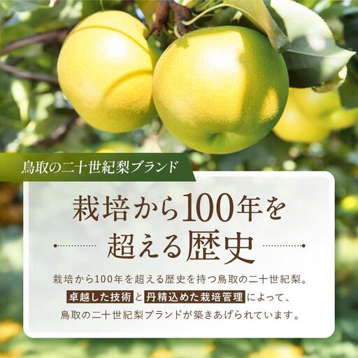 【先行予約】数量限定 鳥取県産梨 王秋（おうしゅう） 3.5kg（5～6玉）