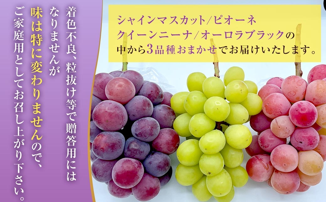 訳あり 大粒 ぶどう 3種 セット 3～4房 計約1.8kg シャインマスカット・ピオーネ等 おまかせ