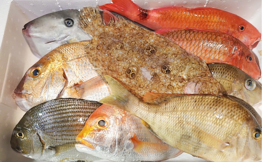 長崎漁港発！長崎近海産旬の鮮魚セット (中) ／ 魚 魚介 鮮魚 海鮮 海産物 刺身 セット 地魚 詰め合わせ 詰合せ つめあわせ 大将農園 長崎県 長崎市 【2025年9月下旬～12月下旬迄発送予定】