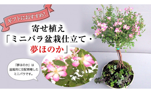 
寄せ植え「ミニバラ盆栽仕立て・夢ほのか」益子焼 ギフト 花[BN010ci]
