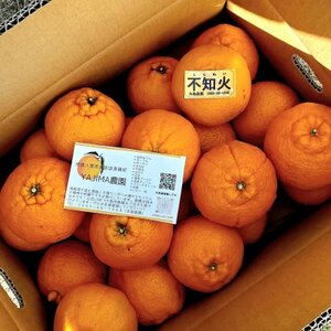 柑橘の王様★不知火5kg入り　濃厚ジューシー、甘味たっぷり!　酸味も程よく香り高く、実はプリプリ!【1695159】