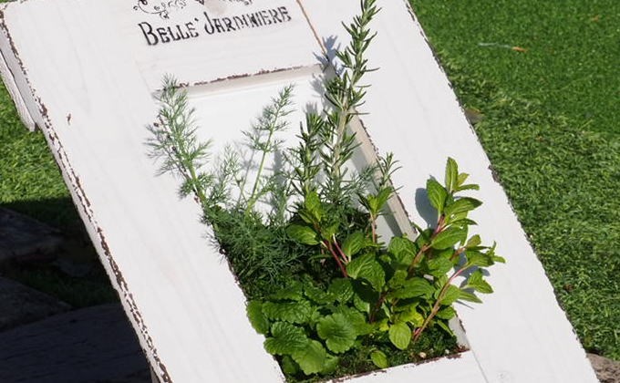 ハーブの寄せ植え（額縁プランター）