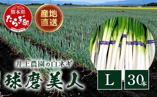 
                  【先行予約】井上農園の白ネギ 「球磨美人」 Lサイズ×30本 【2026年11月上旬より順次発送】 白ネギ 白葱 ネギ 長ネギ 長葱 ねぎ 鍋 薬味 野菜 国産 114-0502
                