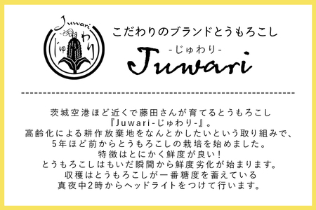 数量限定 ＜2024年6～7月発送予定＞ ブランドとうもろこし Juwari-じゅわり- お楽しみとうもろこし（ドルチェドリーム / ゴールドラッシュネオ / ホイップコーンのいずれか） 4kg以上 