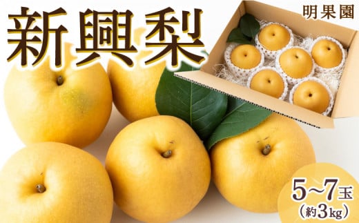 【先行予約】明果園 新興梨 5玉から7玉 (約3kg) 【2025年9月中旬から10月中旬 出荷予定】なし 梨 果物 フルーツ 送料無料 福岡県 うきは市