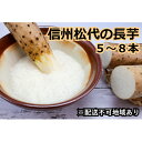 【ふるさと納税】信州松代の長芋　調理しやすい食べきりサイズ5～8本入り　【野菜・根菜・長芋】　お届け：2023年11月20日～2024年8月31日