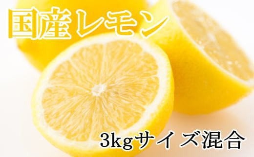 ☆先行予約☆【産直】和歌山産レモン約3kg（サイズ混合） ※2026年3月中旬～2025年5月中旬頃より順次発送 / れもん レモン 檸檬 果物 フルーツ 果実 果汁【tec504A】