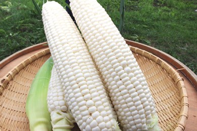 とうもろこし ホワイト 約5kg 【2025年8月上旬～2025年8月下旬発送予定】 野菜 とうもろこし コーン ホワイト 白 高糖度 甘い 北海道 浦臼町