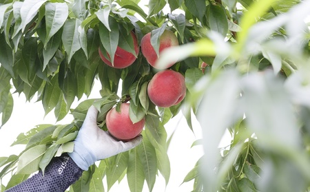 桃（川中島）３ｋｇ　ご家庭用　0055-2604