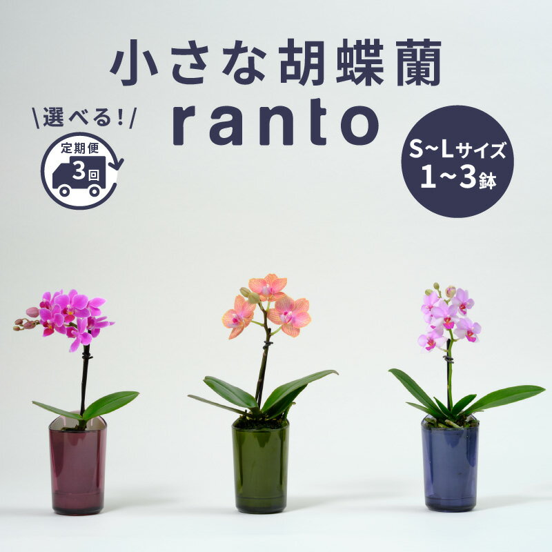 【ふるさと納税】 小さな 胡蝶蘭 鉢 付き 1〜3鉢 選べる 定期便 ranto 1本立ち 2本立ち 手軽 ミディー胡蝶蘭 花 お花 観葉植物 植物 インテリア 贈答 記念日 ギフト プレゼント お祝い 贈り物 送料無料 産地直送 千葉県 旭市 椎名洋ラン園