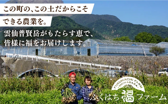 【2026年1月末〜順次発送】囲い生姜 約 2kg / ショウガ しょうが 生姜 / 南島原市 / ふくはちファーム [SBS010]