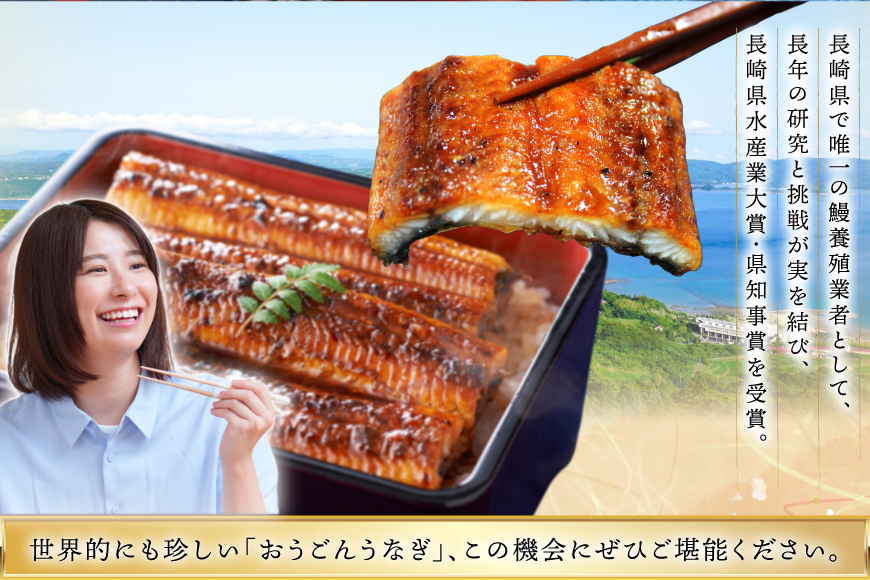 うなぎ 国産 蒲焼 長崎県産 おうごんうなぎ 約300g 2尾〜3尾 12回 定期便 総計 約3.6kg [松永水産 長崎県 平戸市 hr42bgy400106] 鰻 うな重 うな丼 ひつまぶし 蒲焼
