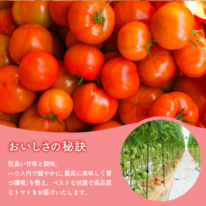 トマト 約4kg(12～30個) 京都府産 トマト