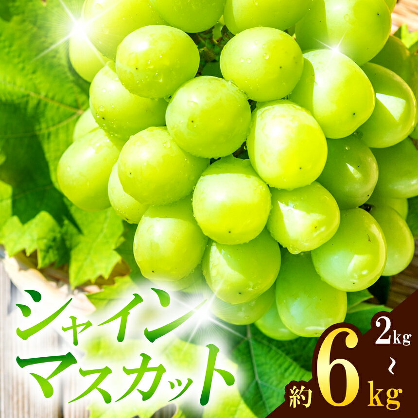 【ふるさと納税】熊本県産 シャインマスカット 選べる容量 約2kg~約6kg | 玉名 熊本 秋の味覚 種無し ぶどう 熊本 産地直送 送料無料