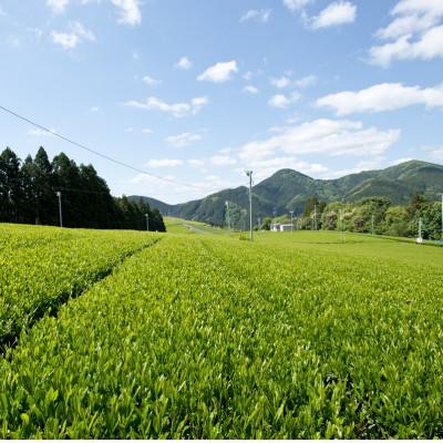 ふるさと納税 静岡市 【訳あり】本山茶200g×5本 |  | 02