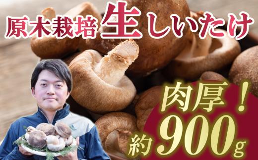 肉厚!原木しいたけちゃん　900g＜離島・沖縄配送不可＞【しいたけ 椎茸 原木 きのこ 肉厚 香り 野菜 国産 大容量 農薬不使用 化学肥料不使用 最高品質 農園 人気 おすすめ】