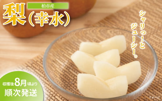 柏市産 梨（幸水） 5kg 〈先行予約 2026年8月順次発送〉 〈 フルーツ 果物 なし 旬 国産 産地直送 千葉県産 おいしい おすすめ 新鮮 デザート 大量 〉