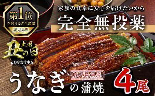 ＜丑の日先行予約受付中！＞鹿児島県産うなぎ蒲焼 (1尾あたり136g～155g×4尾、タレ・山椒付き) 鰻 かばやき 冷凍【西日本養鰻】A584-U
