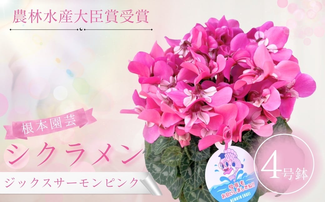 
            【先行予約】シクラメン ジックス サーモンピンク 4号鉢 | 花 お花 ガーデンシクラメン ピンク 4号 花ギフト フラワーギフト 鉢花 鉢植え ギフト プレゼント 贈答 農林水産大臣賞受賞 根本園芸
          