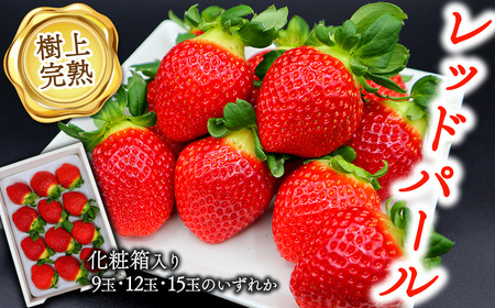 【先行予約】 いちご 「樹上完熟 レッドパール」約500g 1箱（化粧箱入） 水の都 西条市産 2026年1月下旬～4月頃発送 ｜ 期間限定 フルーツ 果物 苺 国産