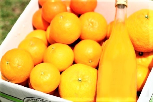 自然塾　みかん＆まるごと果汁詰合せ【１回】