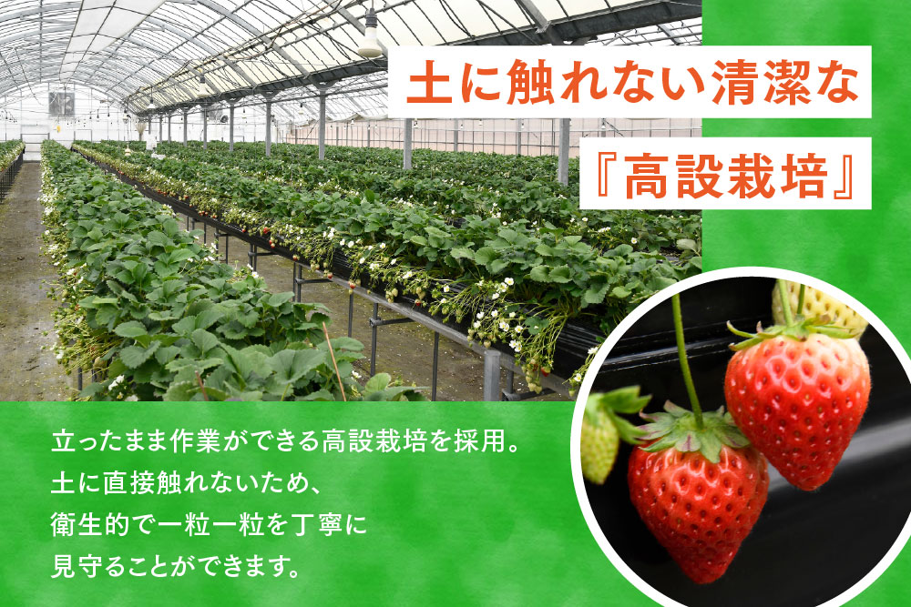 冷凍いちご 3kg（いちごさん)【佐賀県産 ブランド 冷凍いちご フレッシュ 冷凍フルーツ スムージー デザート お菓子作り シャーベット 甘い みずみずしい 無添加】(H126103)