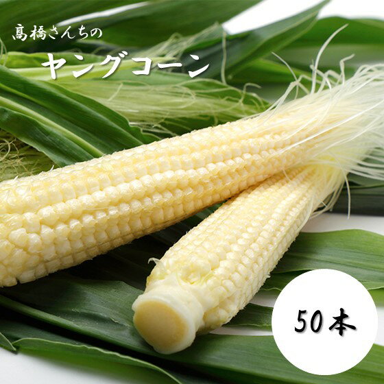 【ふるさと納税】【 先行 予約 2025年 6月 中旬 以降 発送開始】 高橋さんの ヤングコーン 50本 とうもろこし ヤングコーン 岩手 北上 北上市 野菜 とうきみ もろこし ひげ 新鮮！ 高橋 光