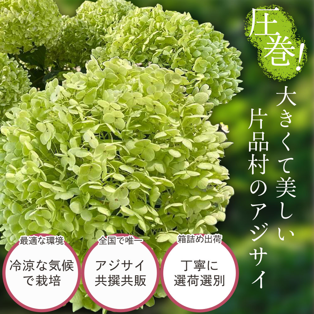 アジサイ「アナベル」。大きいです！！
