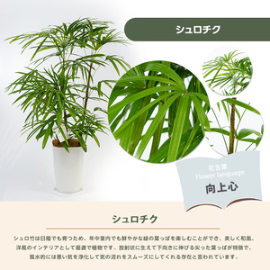 【観葉植物】シュロチク100cm～120cm(前園植物園/035-1419) 観葉 植物 インテリア 鉢植え グリーン 美しい 園芸 室内 リラックス おしゃれ 鹿児島 指宿 いぶすき シュロチク シ