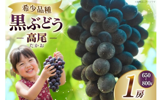 【期間限定発送】 ぶどう 高尾 1房 [長澤農園 山形県 高畠町 tk06bis330005] ふるさと納税 高尾ぶどう 葡萄 ブドウ 黒ぶどう 種なし フルーツ 果物 高糖度 希少