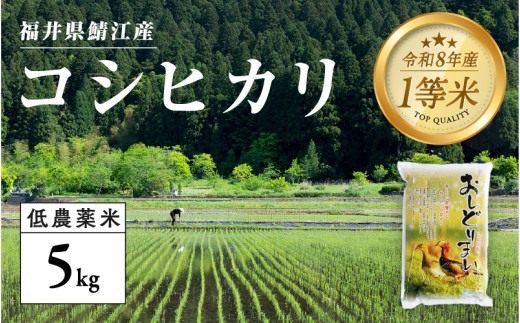 【令和8年産新米！】【先行予約】【2026年9月下旬以降順次発送予定】福井県産 おしどり米 コシヒカリ 5kg [B-00549] / こしひかり 白米 精米 ご飯 コメ ごはん ライス 産地直送 鯖江市