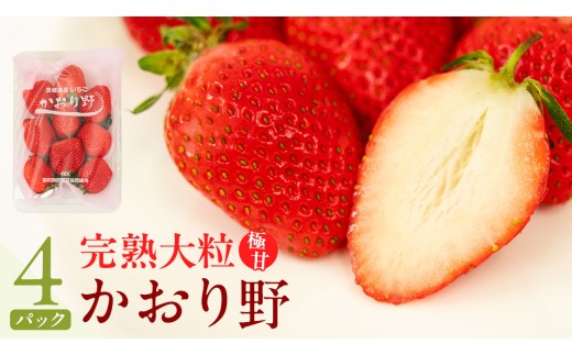 《 2027年 収穫分 》 完熟 かおり野 260g×4パック KEK 国産 いちご イチゴ 苺 くだもの 果物 フルーツ 冬 春 旬 [BC032sa]