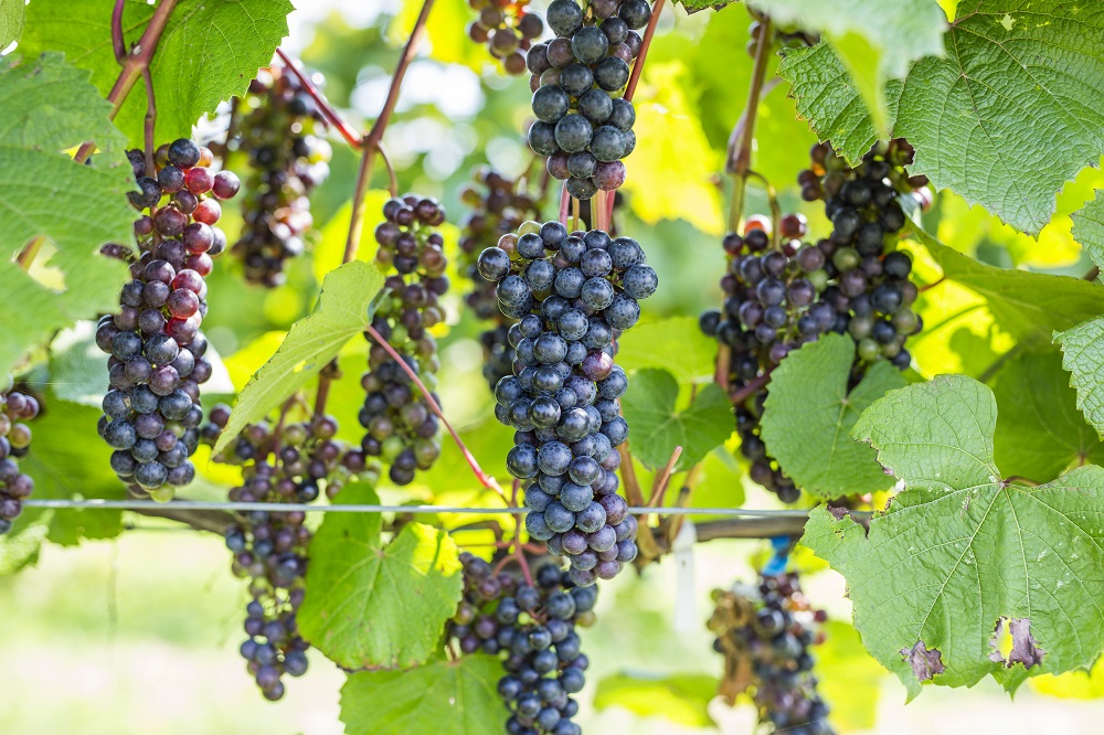北海道　キャンパー注目！アウトドア用スエーデントーチ