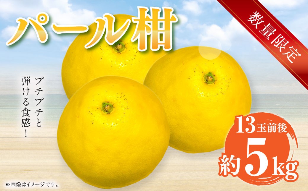 
            【先行受付】【数量限定】パール柑 約5kg 13玉前後 柑橘 果物 フルーツ 熊本県 上天草市【2026年2月下旬から3月下旬順次発送】
          