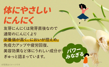 友芽にんにく 予約受付 生 50本 にんにく ガーリック ニンニク 国産 スプラウト 発芽 おつまみ 料理 栄養豊富 丸ごと 臭い におい ニオイ 福岡県 福岡 九州 グルメ お取り寄せ メール便（ポ