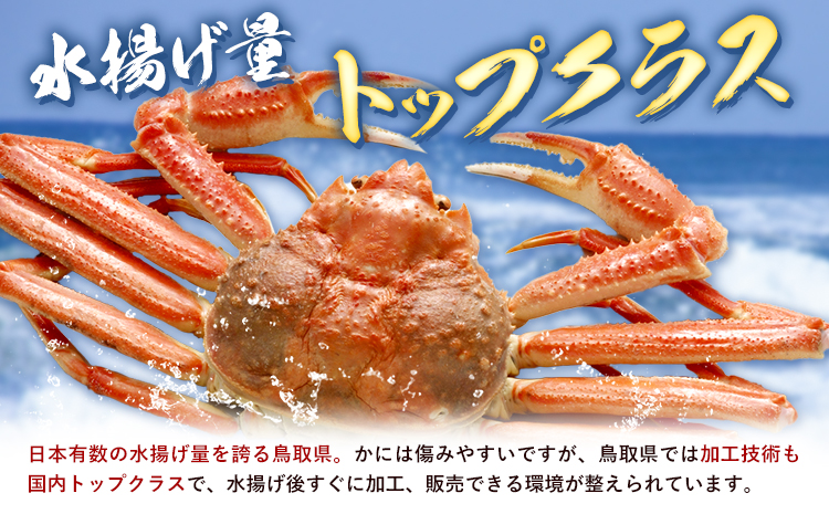 かに 訳あり 松葉ガニ 1.5kg ボイル済み 冷蔵 《2024年11月上旬-2025年4月中旬頃出荷》お魚センターみくりや 鳥取県 八頭町 蟹 かに カニ 鍋 松葉ガニ ボイル 送料無料 訳あり 訳