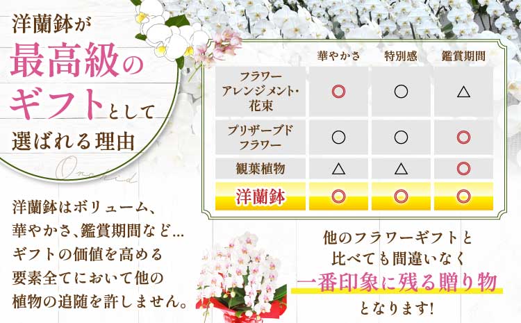洋蘭 洋蘭ギフトS 鉢花 （高さ30～40cm） 【森水木のラン屋さん】 お祝い 誕生日 鉢植え 花 贈り物 ギフト 蘭