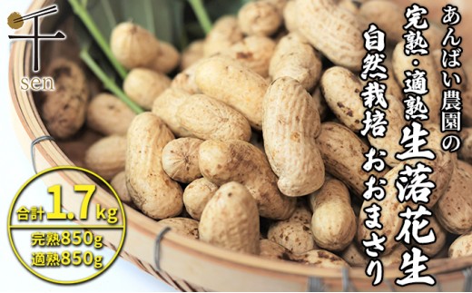 落花生 あんばい農園の完熟・適熟 生落花生 セット 1.7kg 食べ比べ　千ブランド【生落花生 落花生 食べ比べ 豆 つまみ おつまみ】 ピーナッツ 大粒 [№5346-0123]