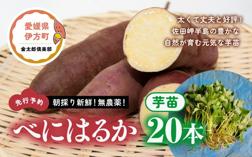 
【先行予約】朝採り新鮮！無農薬！べにはるか　芋苗（20本）| 紅はるか さつまいも サツマイモ 家庭菜園
※2024年5月上旬～7月下旬頃に順次発送予定
