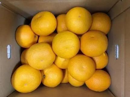 真心こめた木成り八朔 約2kg【2027年2月中旬頃より発送】【Ｍ～3Ｌサイズおまかせ】
