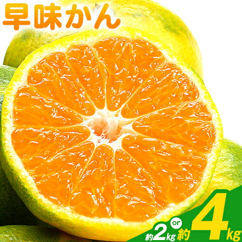 【ふるさと納税】みかん 早味かん 約2kg または 約4kg 南国フルーツ株式会社《9月中旬-9月下旬頃出荷》福岡県 鞍手町 福岡県産 みかん 早味かん フルーツ 果物